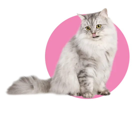 Bouton chat à poils longs sur fond rose