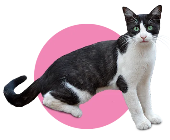 Bouton chat noir et blanc sur fond rose