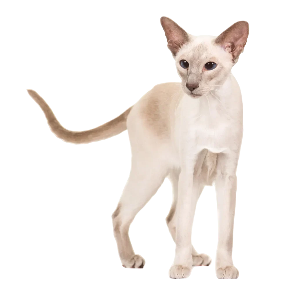Chat serein et détendu après une séance de naturopathie