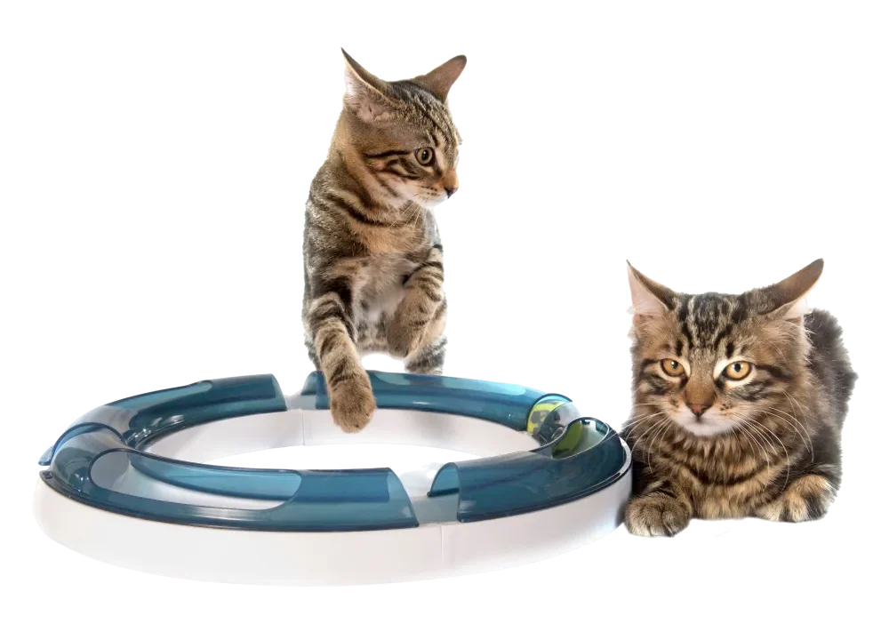 Deux chats jouent dans la pension chat à Herblay