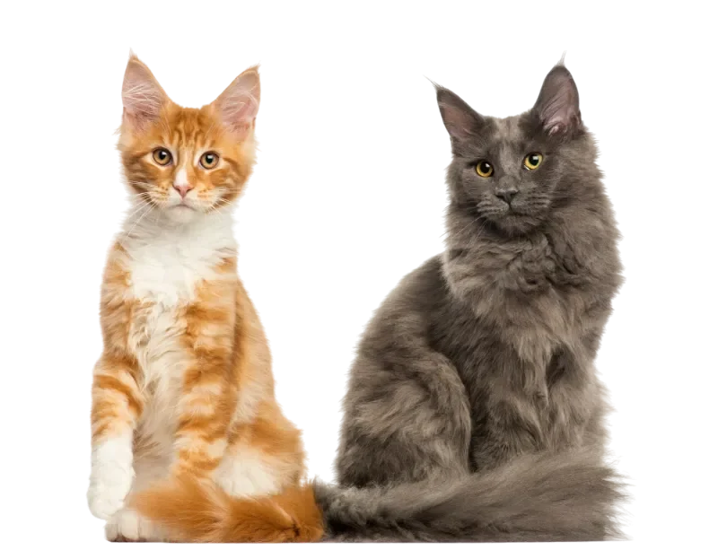 Chatons Maine Coon assis ensemble isolés sur blanc